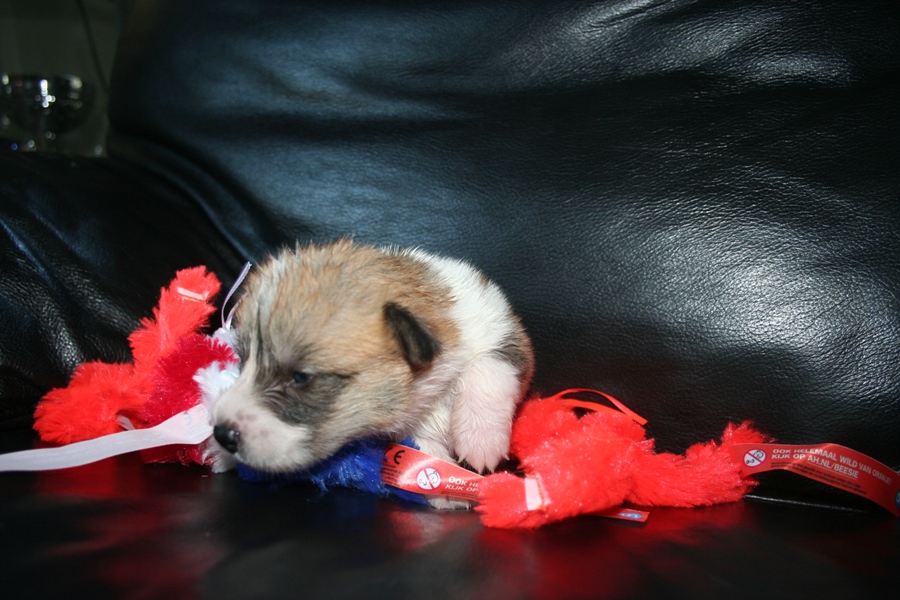 Puppies